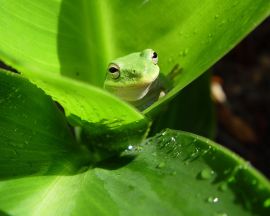 Frog on a leaf Wallpaper