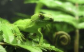 Lizzard in green Wallpaper