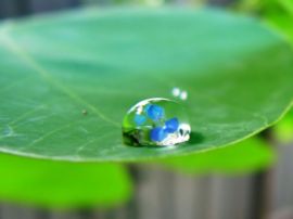 Water drop on leaf Обои