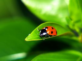 Ladybug on a leaf Wallpaper