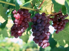 Fresh grapes Обои