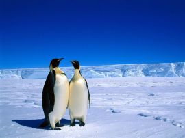Penguin soulmates Wallpaper