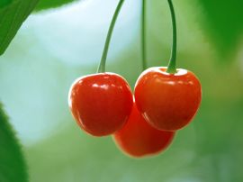 Three cherries Обои