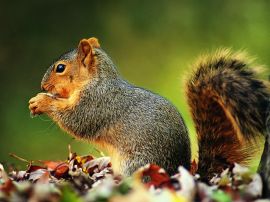 Playfull squirrel Обои