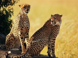 Cheetah brothers Обои