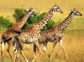 Giraffe trio Обои