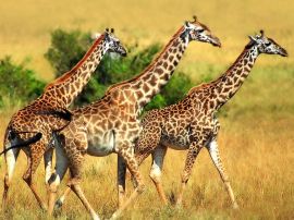 Giraffe trio Wallpaper