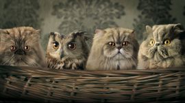 Manipulated pets Wallpaper