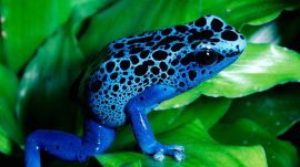 Blue frog Wallpaper