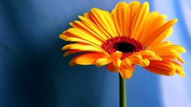 Yellow contrast flower Wallpaper