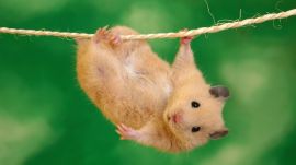 Hanging hamster Обои