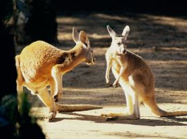 Kangaroo talk Wallpaper