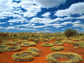 old spinifex rings Wallpaper