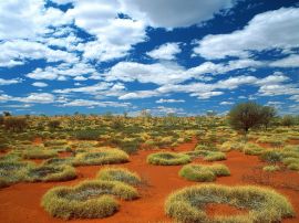 old spinifex rings Обои