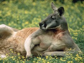 red kangaroo Обои