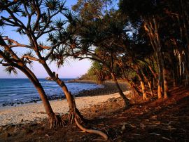 tea tree beach noosa Wallpaper