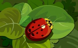 Red ladybug Обои