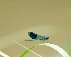 Insect on leaf Обои