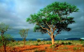 Kruger National Park Wallpaper