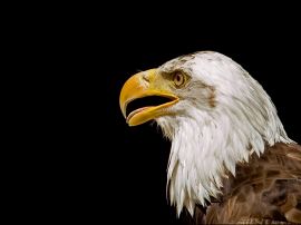 Bald eagle head Wallpaper