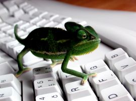 Lizzard on keyboard Обои