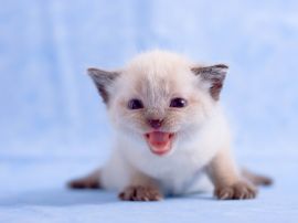 White kitten Wallpaper