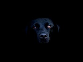 Dog in the shadow Обои