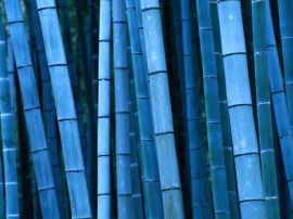 Blue bamboo Обои