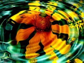 Flower reflection Wallpaper
