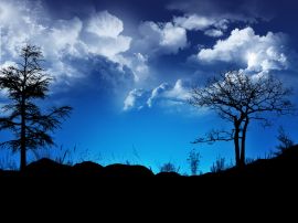 Tree silhouettes Wallpaper