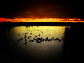 Ducks in sunset Wallpaper