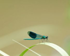 Little blue dragonfly Обои