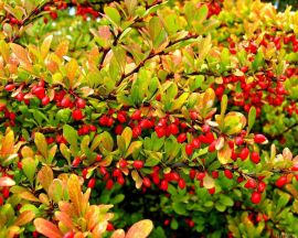 Tree with red fruits Wallpaper