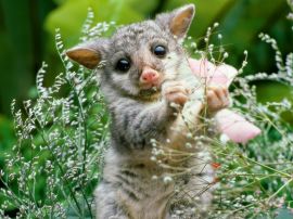 Playful lemur Wallpaper