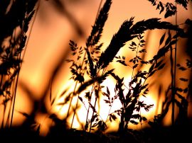 Hay in sunset light Wallpaper