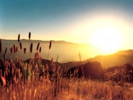 Hay in summer light Wallpaper