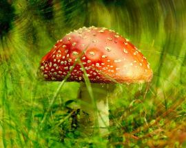 Mushroom with spots Wallpaper