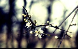 Isolated cherry flower Wallpaper