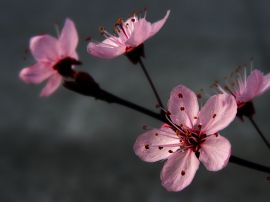 Plum blossoming Обои