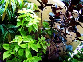 Three Plants Wallpaper