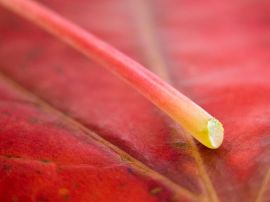 Red leaf and straw Обои