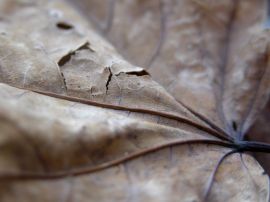 Punctured brown leaf Обои