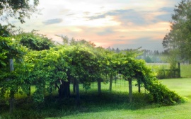 Milkes Vineyard Wallpaper