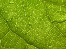 Leaf weaves Wallpaper