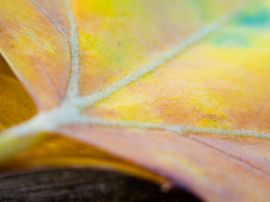 Orange leaf weaves Wallpaper