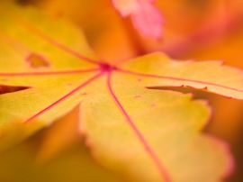 Yellow leaf macro Wallpaper