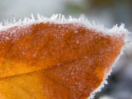 Frozen orange leaf Обои