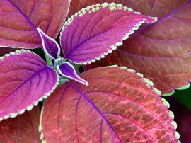 Few purple leaves Обои