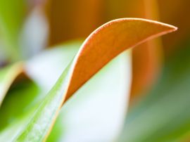 Double sided leaf Wallpaper