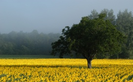 Sunflower field Wallpaper